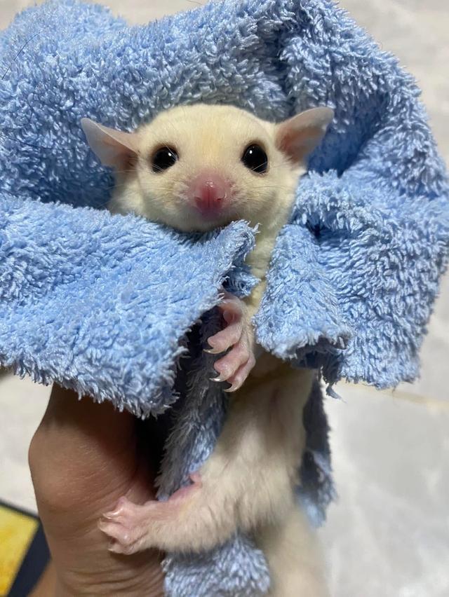 ขายกระรอก Sugar Glider สุดเชื่อง