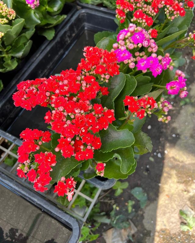 กุหลาบหินดอกซ้อน Kalanchoe blossfeldiana Poelln 3