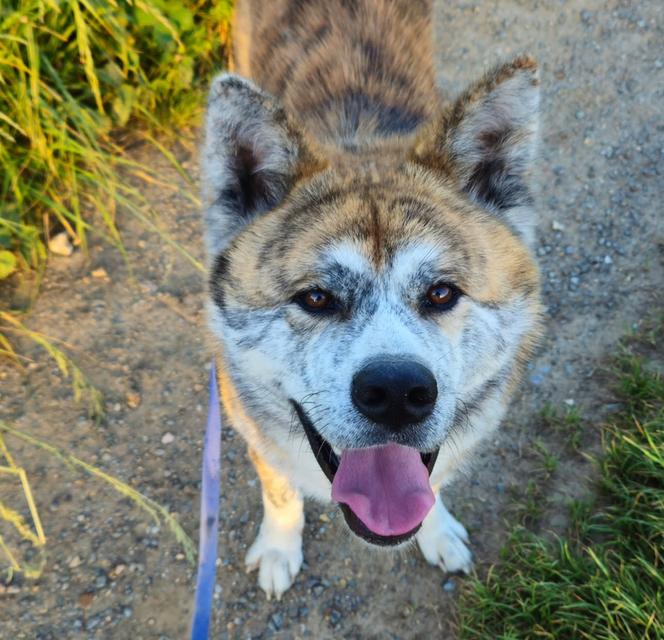 ขายพ่อพันธุ์ Dog Akita ลายเสือหายาก 3