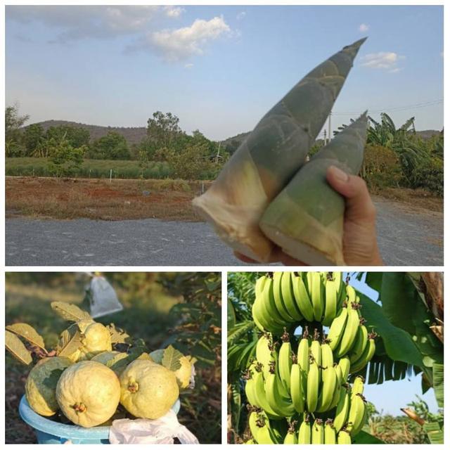 ขายบ้านพร้อมที่ดิน  อยู่ในชุมชน น้ำไฟพร้อม อำเภอเลาขวัญ จ.กาญจนบุรี  12