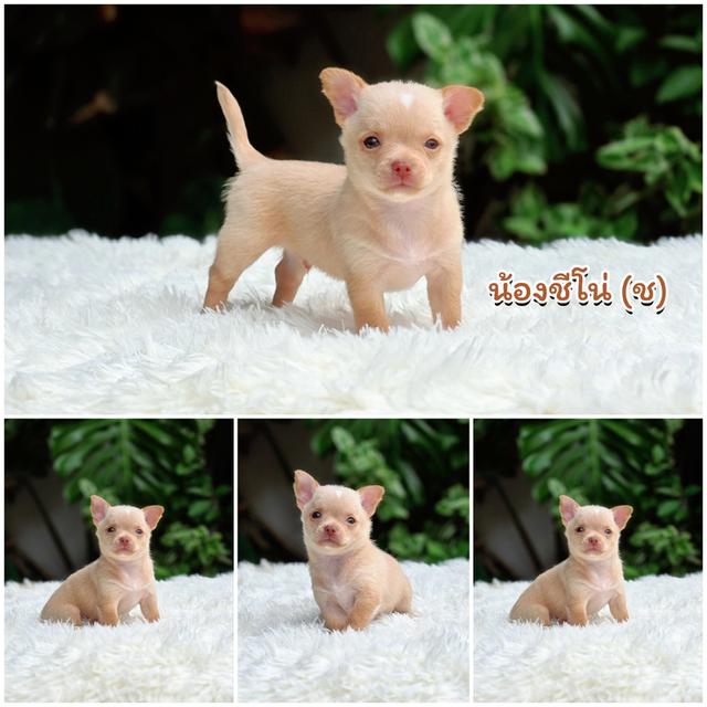 น้องชีโน่ตัวจิ๋วชิวาวาขนสั้นพันธุ์แท้น่ารักมาก
