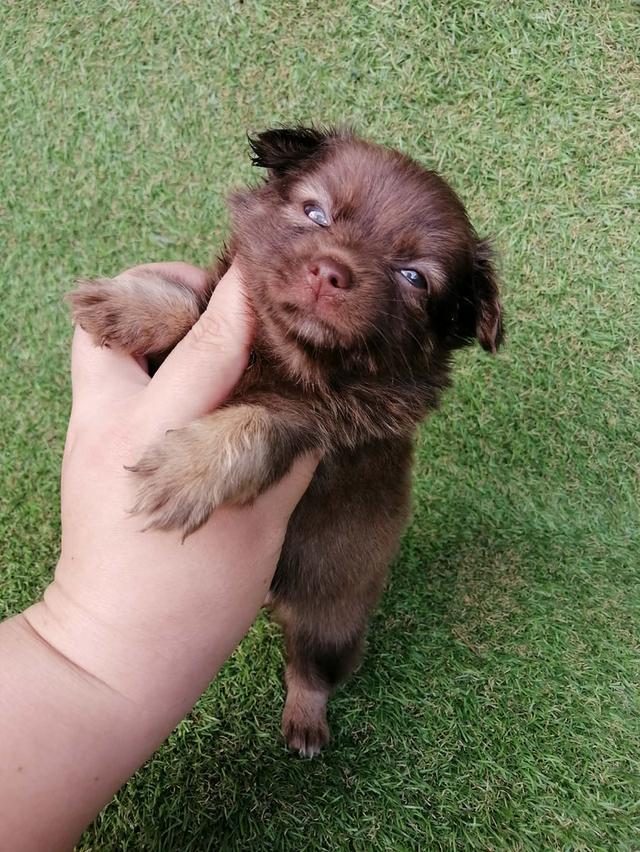 ปอมชิวาว่า พร้อมย้าย รูปที่ 9