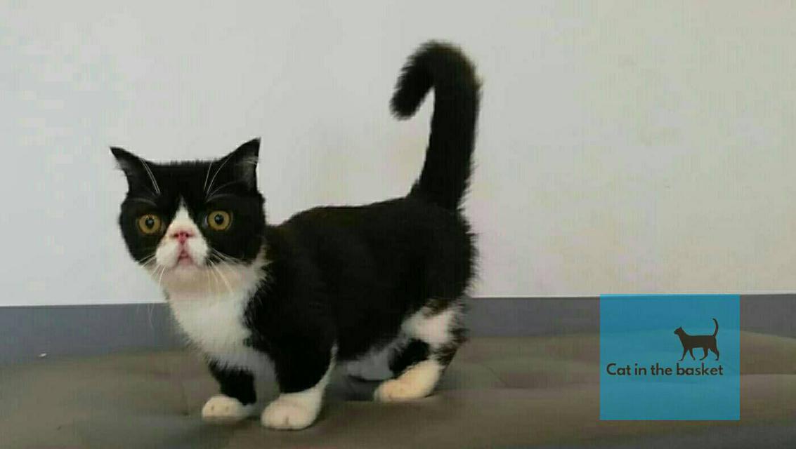 แมวมันช์กิ้น(Munchkin Cat)