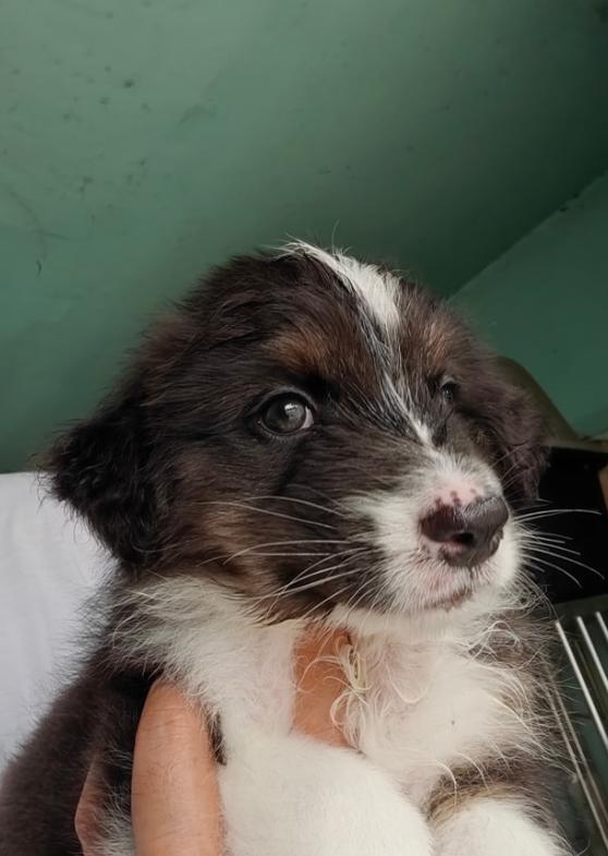 ขาย Australian Shepherd เพศ ชาย 3