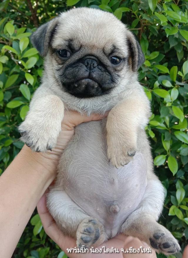 ปั๊กแท้ อ้วนๆสั้นๆ มีบริการเก็บเงินปลายทาง รูปที่ 2