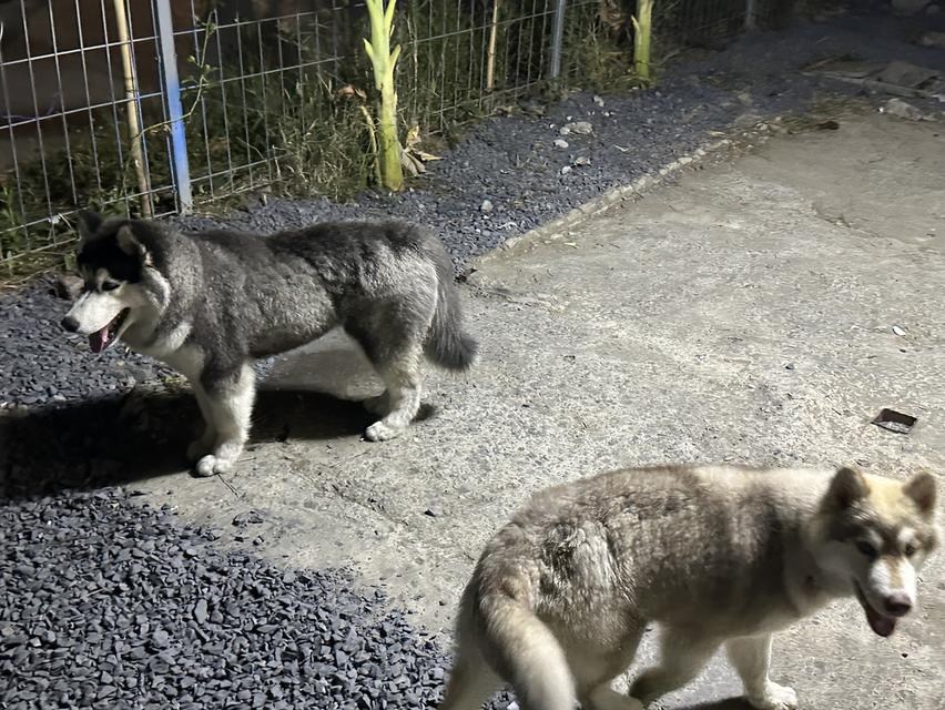 Siberian huskies looking for a home รูปที่ 2