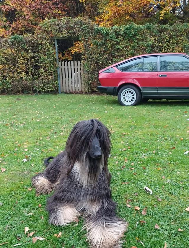 Afghan Hound ขนสีดำ 2