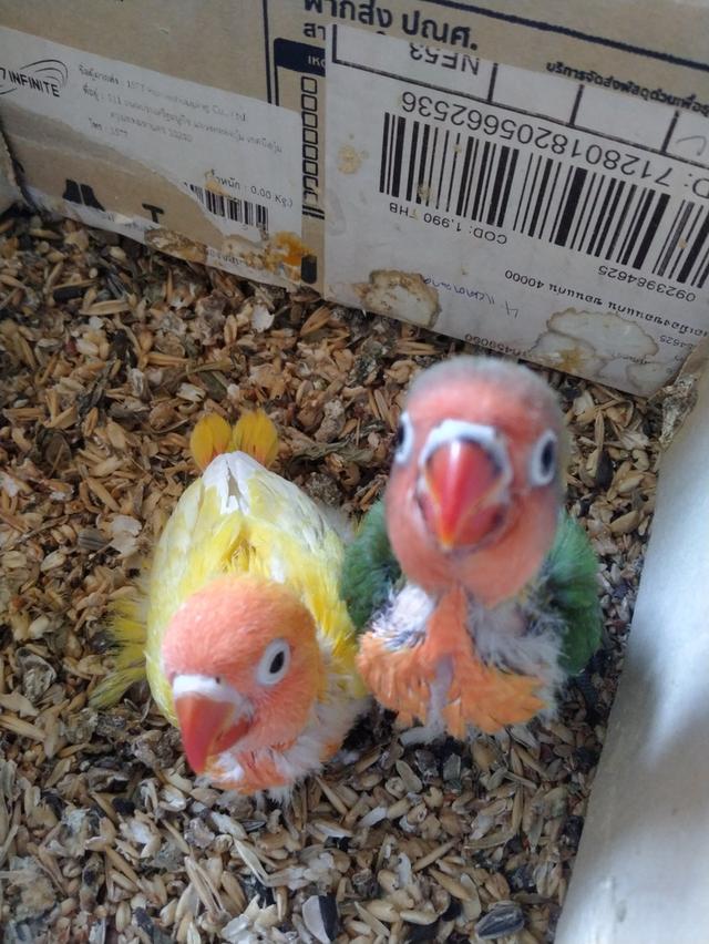 สัตว์เลี้ยงนกเลิฟเบิร์ด