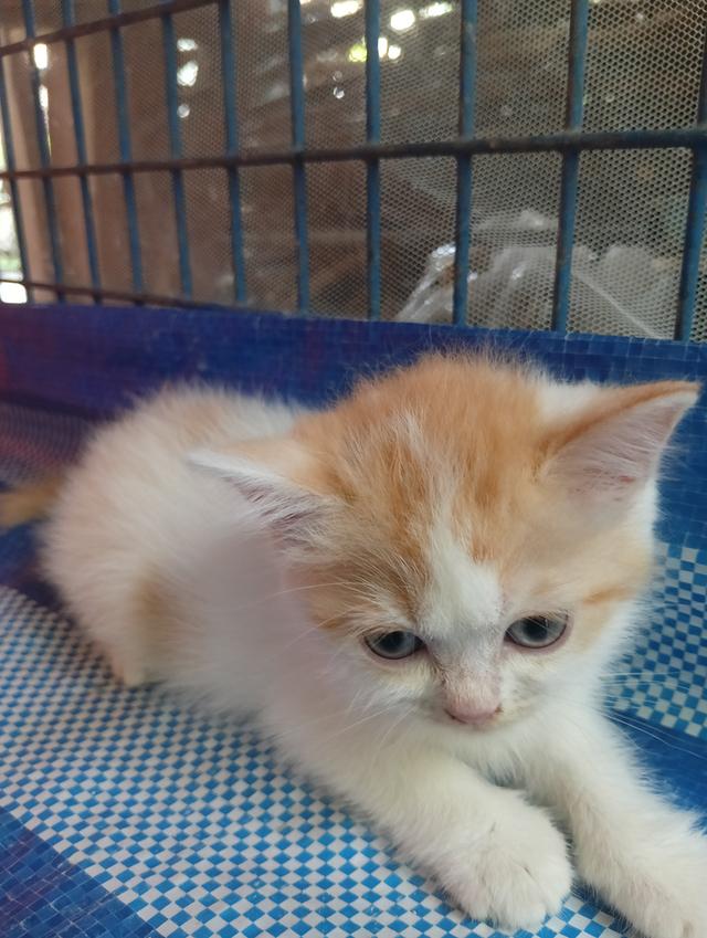 แมวสก็อตติช เพศเมีย น่ารัก รูปที่ 9