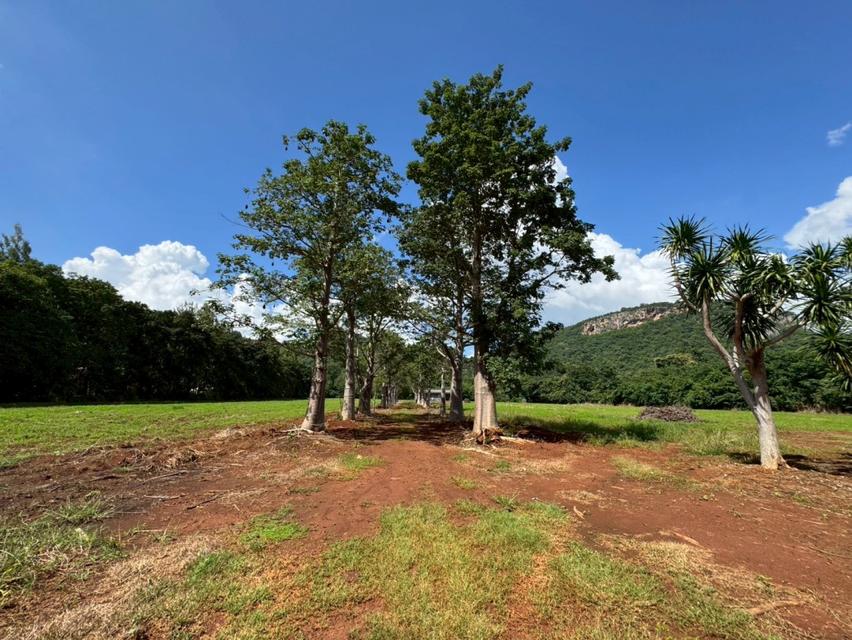 ขาย ที่ดินเปล่า เขาใหญ่ ถ.ธนะรัชต์ เหมาะสร้าง รีสอร์ท โรงแรม คอนโด สถานที่ท่องเที่ยว  32-1-96 ไร่ 3