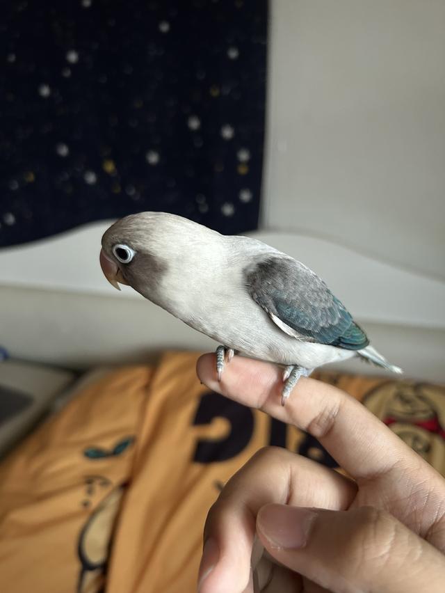 นกแก้วเลิฟเบิด  เชื่อง รูปที่ 4