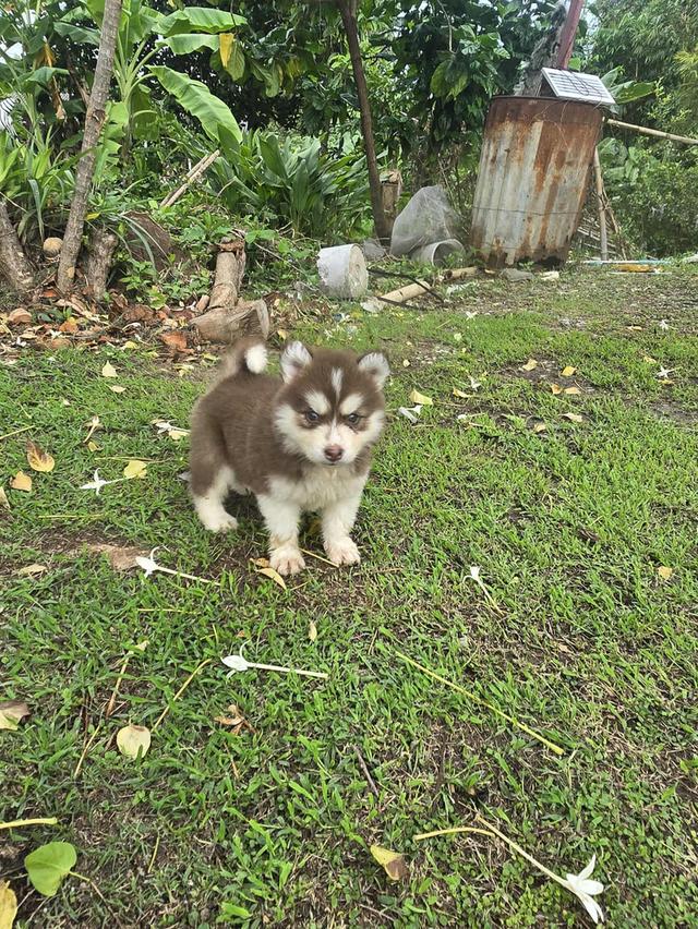 🐶 ลูกสุนัขไซบีเรียน ฮัสกี้พันธุ์แท้ (มีใบเพ็ด)