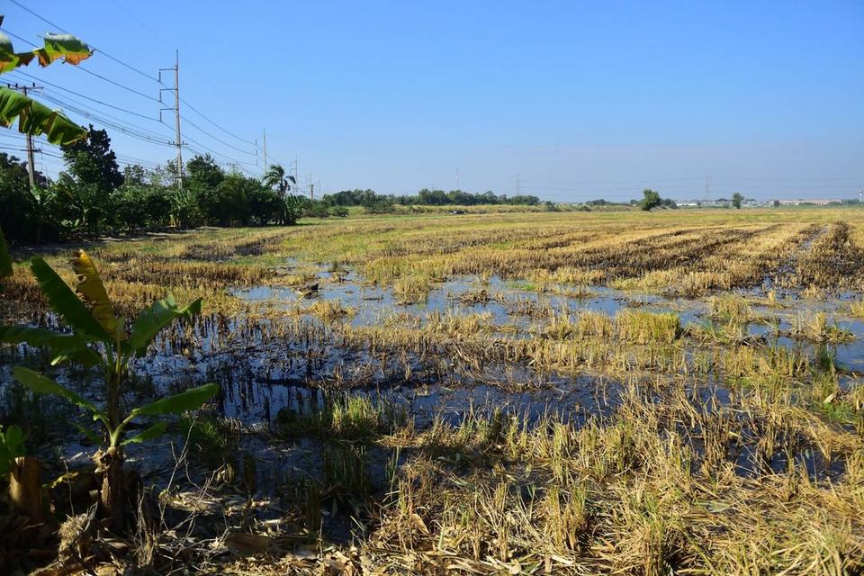 ที่ดินติดถนนปทุมธานี บางเลน ลาดหลุมแก้ว 5