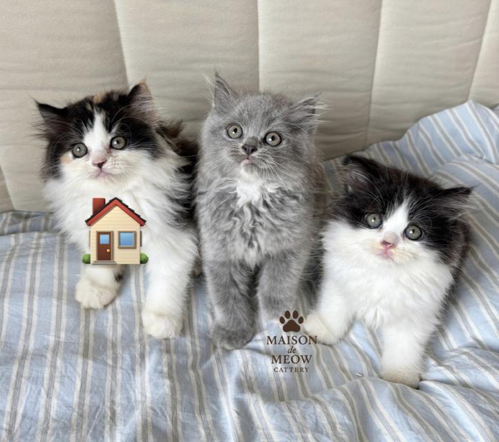 ❌🏠 ได้บ้านแล้ว เปอร์เซียแท้ สามสี/บลู/ขาวดำ