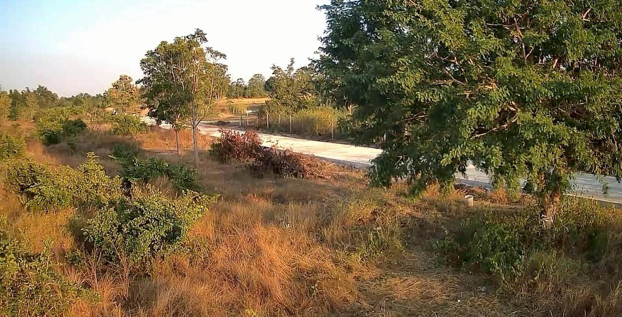 ขายที่ดิน 24 ไร่ 1 งาน 88 ตร.ว. ติดถนนคอนกรีต ใกล้ทางหลางชนบท พช 3052 1