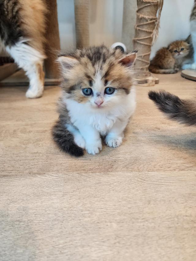 แมว สก็อตติช อายุ 2-3 เดือน ตัวละ 5000 พิกัดไทรม้า 19