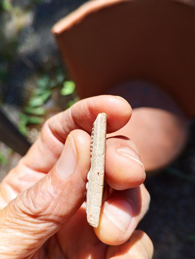 ให้เช่าพระสมเด็จเกศไชโยเจ็ดชั้น 4