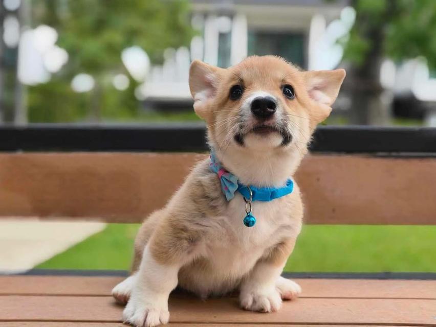 สุนัข Corgi เพศชาย