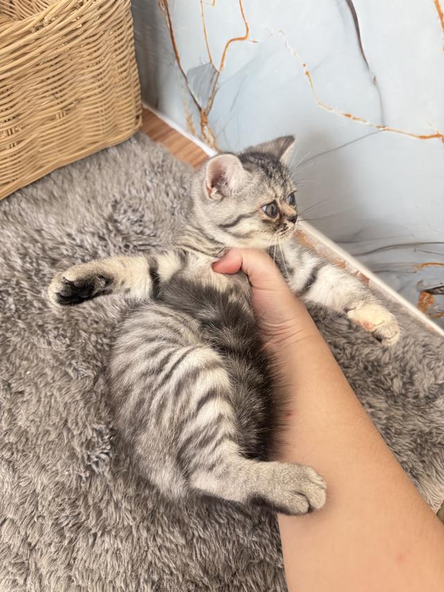 ลูกแมวพันธุ์สก๊อตติชแท้ รูปที่ 4