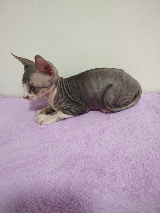 แมวสฟิงซ์ เพศชาย เกิด18/1/2569 รูปที่ 3