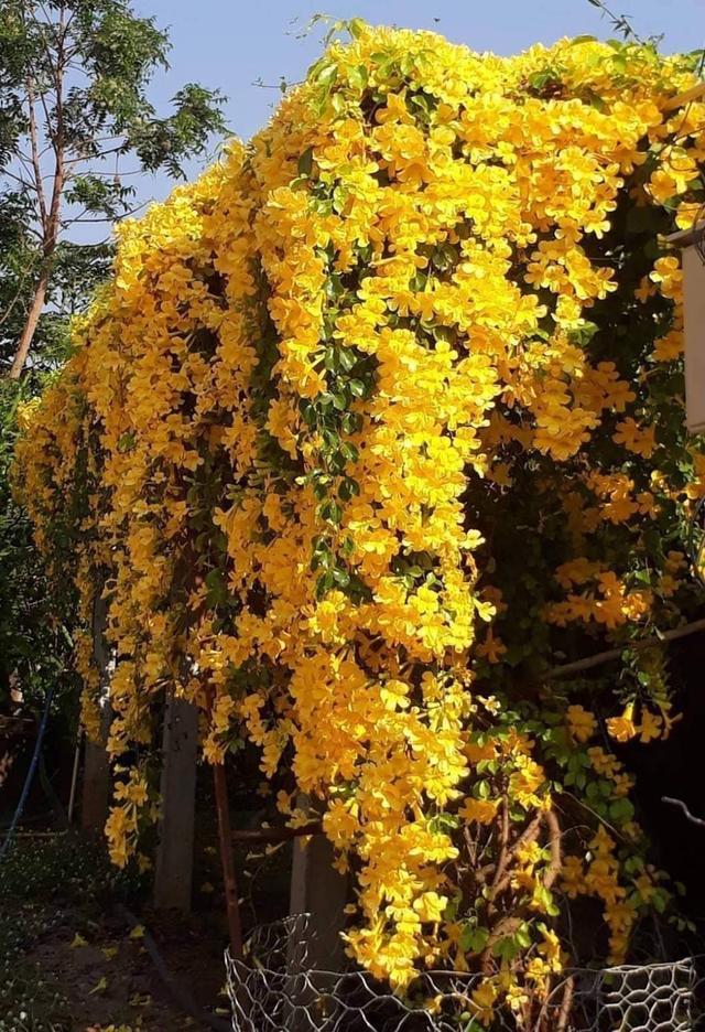 ต้นเหลืองชัชวาล ไม้เลื้อยดอกสีเหลือง 4