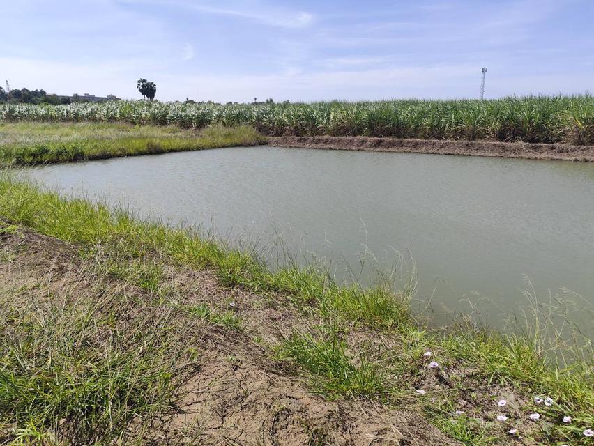 ขายที่ดินเปล่า มีแหล่งน้ำใสสองบ่อ เนื้อที่แบ่งขายได้  แบ่งได้ 200 ตรวขึ้นไป Sale land Nakhon Pathom nice view 2