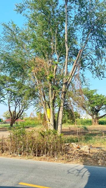 ให้เช่าที่ดินถมแล้ว 2ไร่ 2งาน 75ตร.วา. MRT บางรักน้อยท่าอิฐ 2.4กม.ตลาดสดท่าอิฐ 1.2 กม. สนามไดร์ฟกอล์ฟสุวงศ์ชัย แยกท่าอิฐ 7