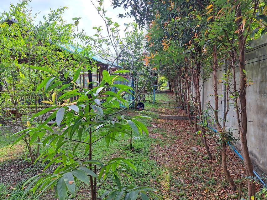 ขายบ้านสวนบนเนื้อที่1ไร่1งาน39ตรว. 10