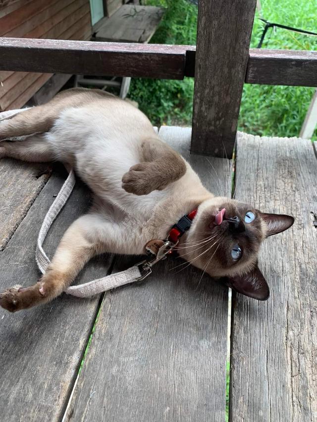 ขายแมววิเชียรมาศตาสีฟ้า 2
