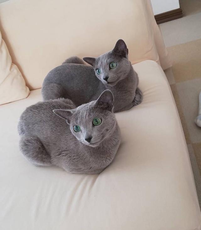 หาบ้านให้แมว Russian Blue ฟอร์มสวย เกรดประกวด 3