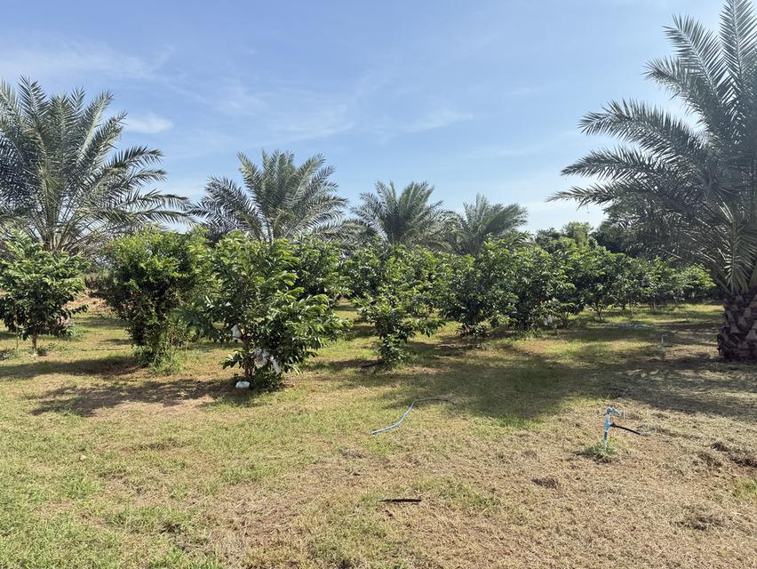 ที่ดิน 9ไร่ 1งาน 38ตารางวา สวนผลไม้ พร้อมบ้าน และสิ่งปลูกสร้าง 9