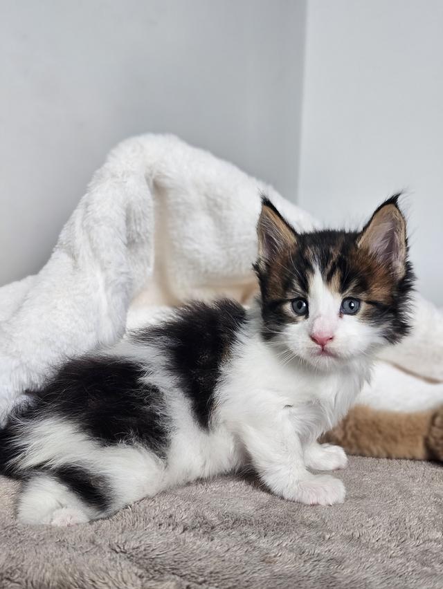 ลูกแมวเมนคูนแท้ เพศผู้ 8