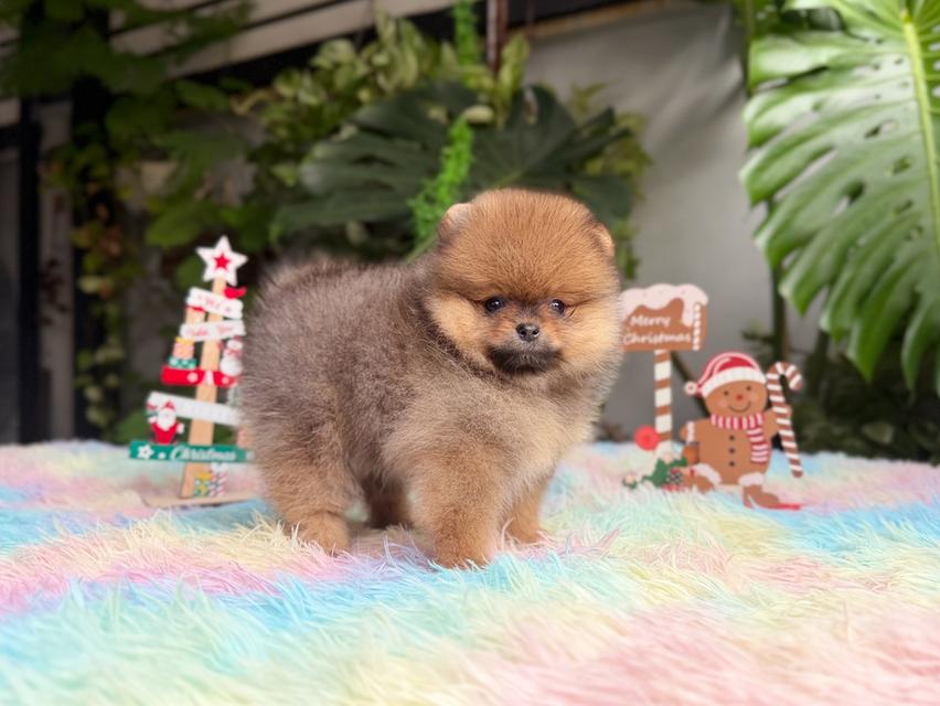 ปอมเมอเรเนียนแท้ เพศเมีย สีส้ม พิกัดรามอินทรา 6