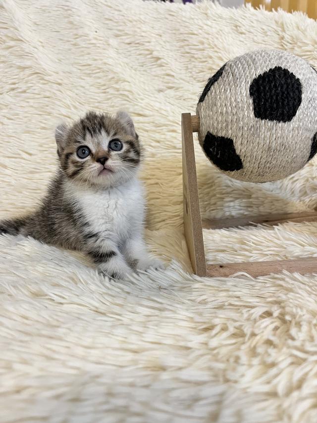 แมวหูบิน อเมริกันเคริล รูปที่ 14