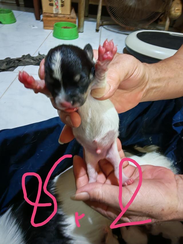 ขายลูกชิวาวา (ลูกหมาเลี้ยงบ้าน) 10