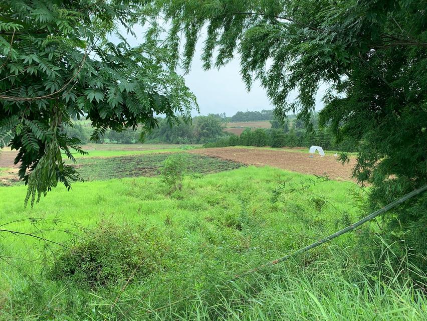 ที่ดินเปล่า ทุ่งสมอ เขาค้อ 6