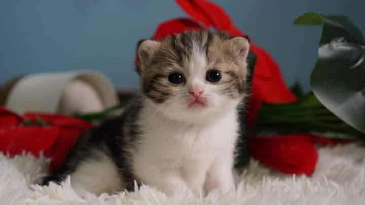 แมว Scottish Fold 3