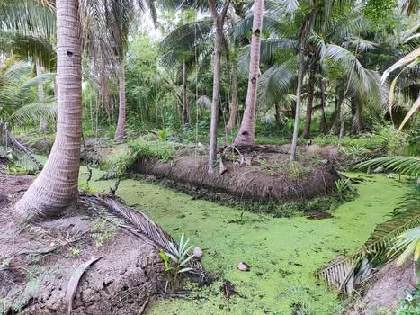 ที่ดินร่องสวน เหมาะทำที่พัก โฮมสเตย์ 2