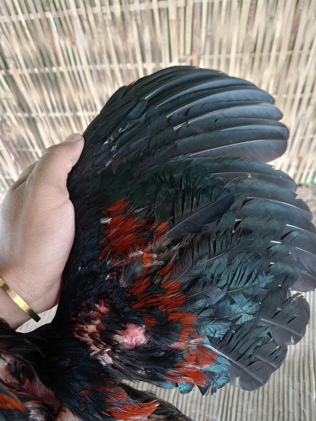 ไก่ชน 7