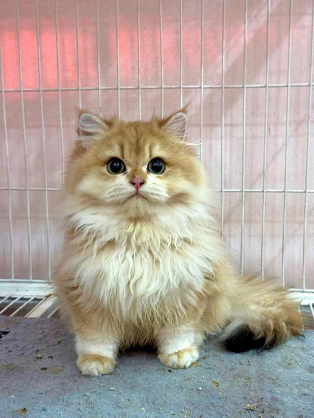 แมวบริติชขนยาว เด็กผู้ชาย4เดือน