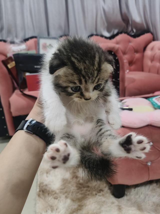 สก็อตติช หูพับ ชาย ❤️🏡 พร้อมย้ายบ้าน น้องอยู่ปทุมธานี นวนคร🏡❤️😻🏡 รูปที่ 10