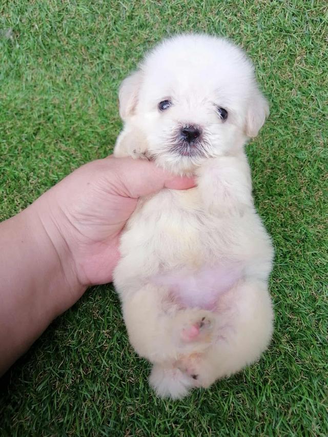 ดญ.กะทิ 3500
