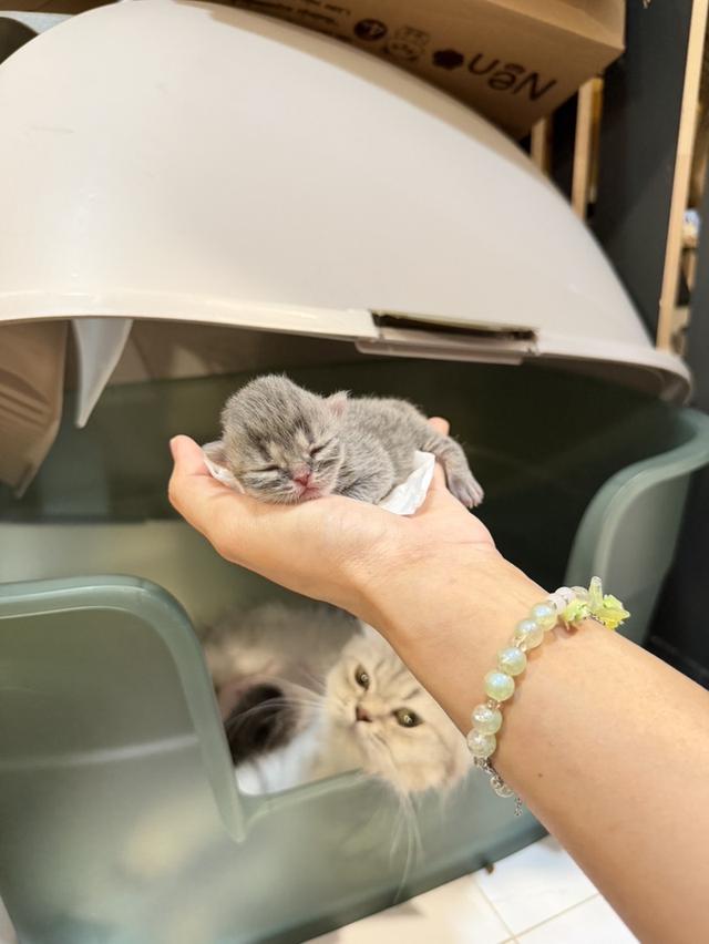 Scottish Fold  สก็อตติชโฟลด์ แท้ ระบบปิดเลี้ยงด้วยรัก รวมวัคซีน ถ่ายพยาธิ หยอดยากันปรสิตและไรหู สมุดวัคซีน