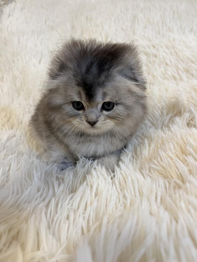 แมว สก๊อตติชแท้หูพับ ดญ 😁🔥🔥🔥🔥 6