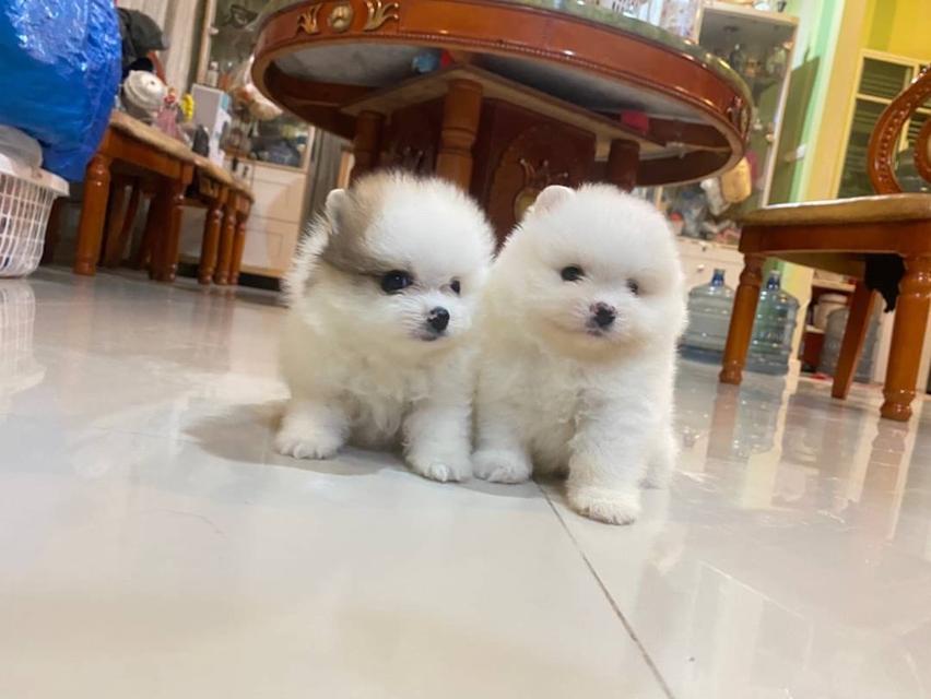 ลูกปอมแท้ น่ารัก จัดส่งฟรี