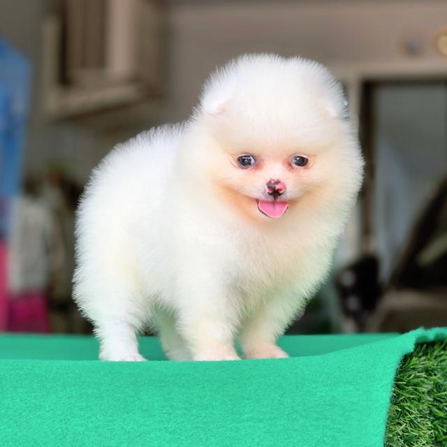น้องกัสเบล Pomeranian sizeจิ๋ว สาวน้อยน่ารักผิวขาวสวยพร้อมซนจ้า