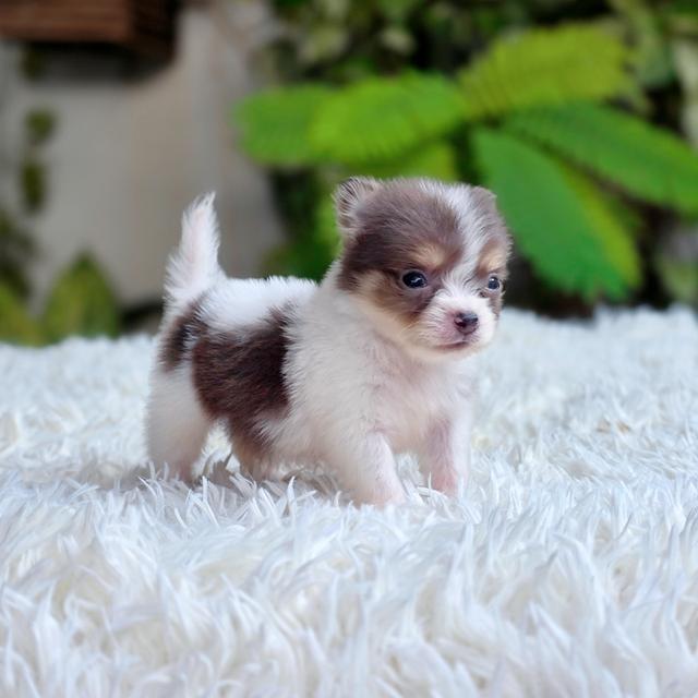 chihuahuaแท้ไซส์ทีคัพมาร์คไซฟอร์มสวยมาก รูปย่อยที่ 4