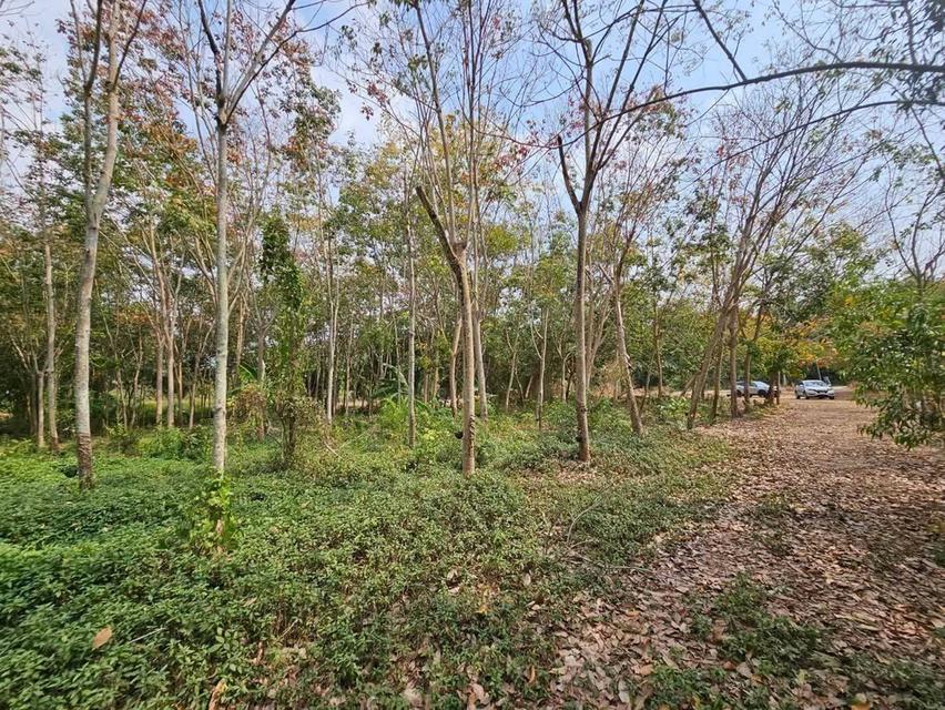 ขายสวนยางพร้อมที่ดิน ขนาด 28 ไร่ สวยและดี ราคาถูก ติดถนนสายสุขุมวิท-ท่าเรือแกลง จ.ระยอง  ที่ดินประเภท ชบ.1-12 ประเภทชุมชน (สีส้ม)🟠  ที 7