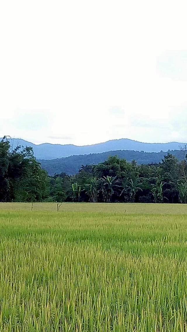 ขายด่วนที่ดินแม่แตงวิวดอยเหมาะทำบ้านพัก รูปย่อยที่ 2