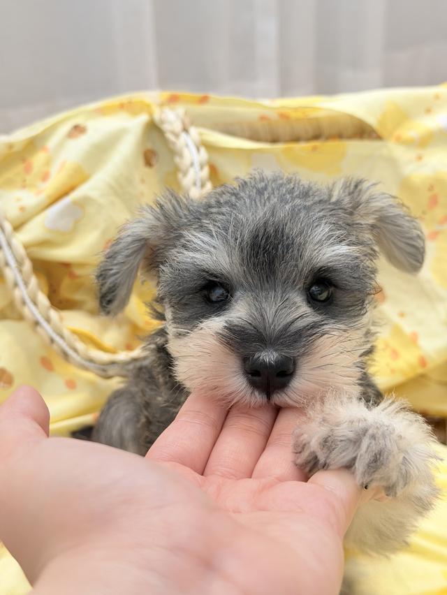 ลูกหมา miniature schnauzer เพศเมีย สี salt&pepper